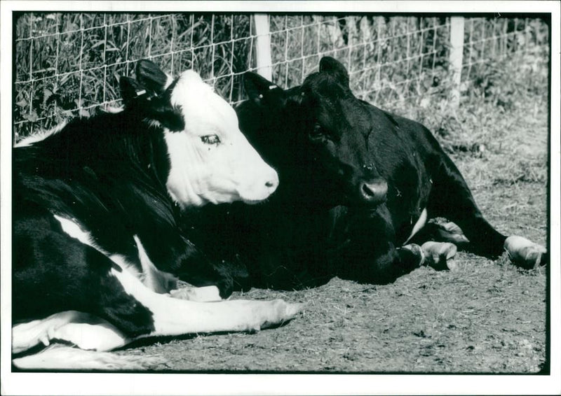 Animal,Cattle: Wilting, tired cattle. - Vintage Photograph