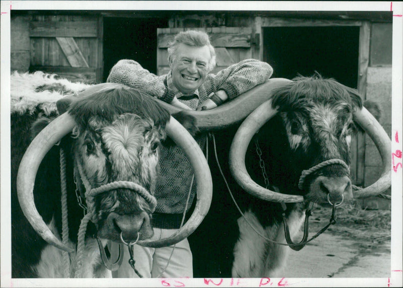 Animal,Cattle: Plough share. - Vintage Photograph