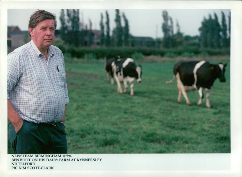 Animal,Cattle:Ben Boot on his dairy farm. - Vintage Photograph