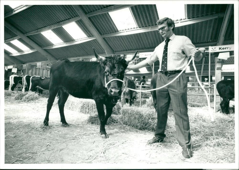 Animal,Cattle: Rare breed show. - Vintage Photograph