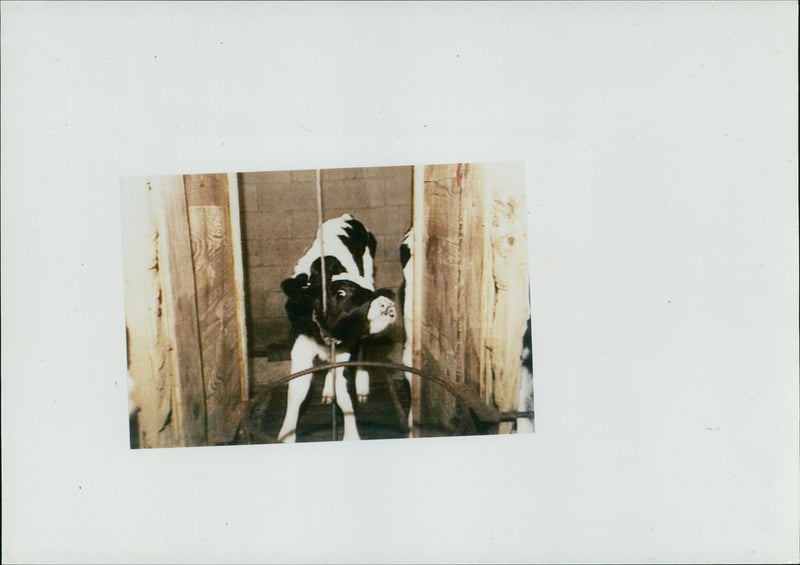 Animal,Cattle:Crated calf. - Vintage Photograph