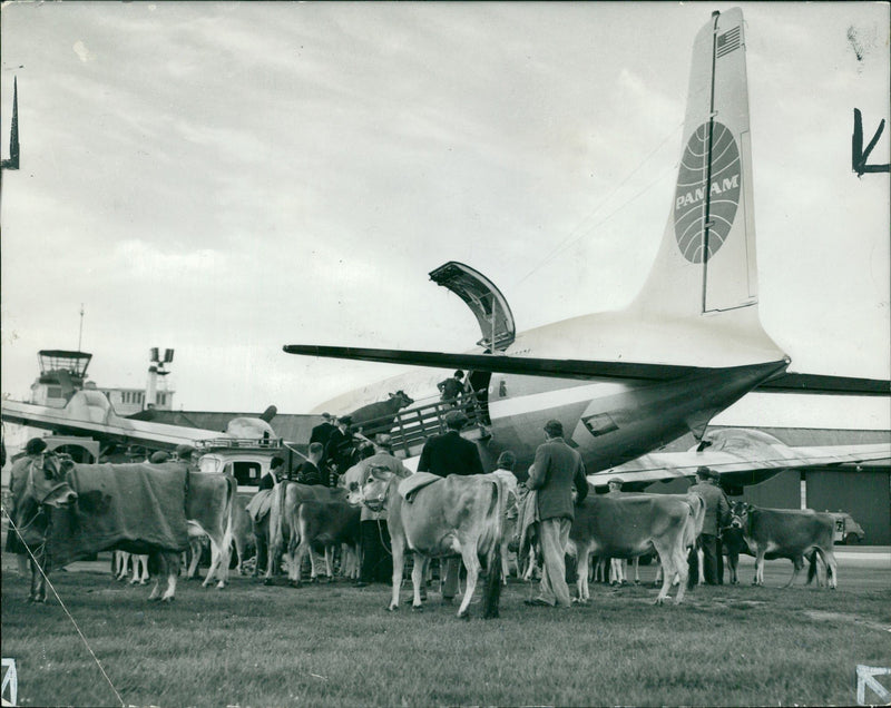 Animal,Cattle:Cattle being loaded aboard a plane. - Vintage Photograph