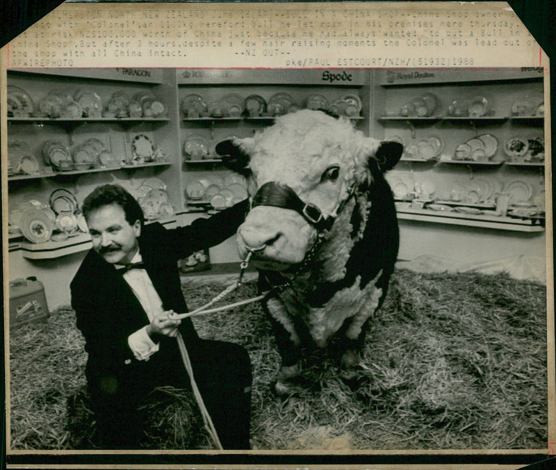 Animal,Cattle: - Vintage Photograph