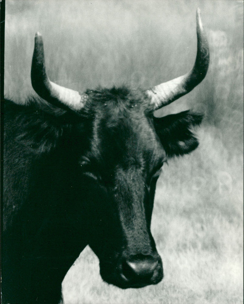 Animal,Cattle: Black Camargue bull. - Vintage Photograph