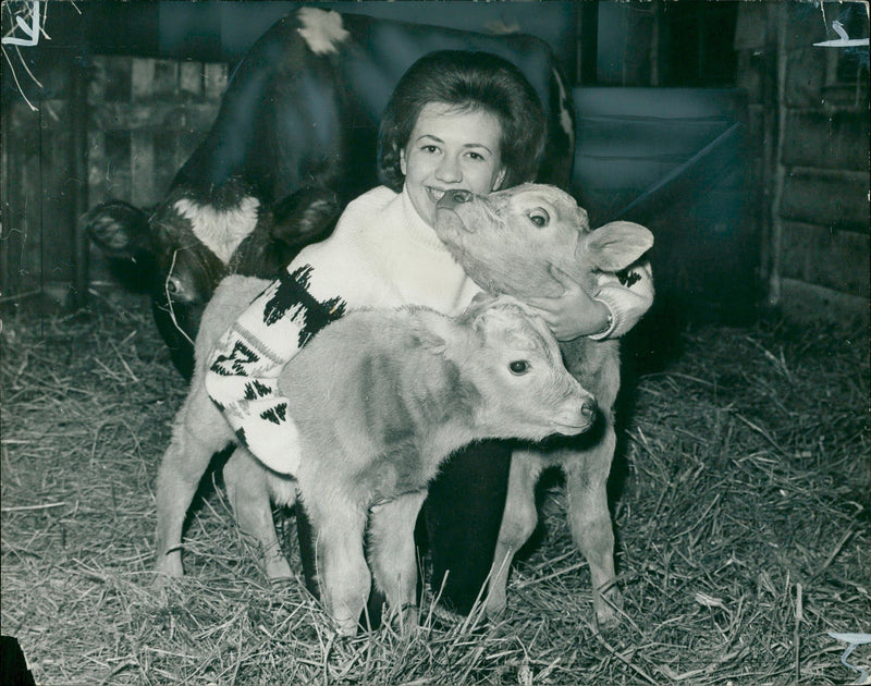 Animal,Cattle: Twin Charollais calves. - Vintage Photograph