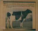 Animal,Cattle:Just champion. - Vintage Photograph