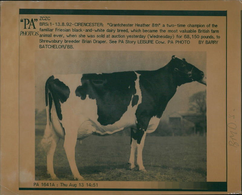 Animal,Cattle:Just champion. - Vintage Photograph