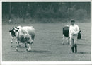 Animal,Cattles on the field with a man. - Vintage Photograph