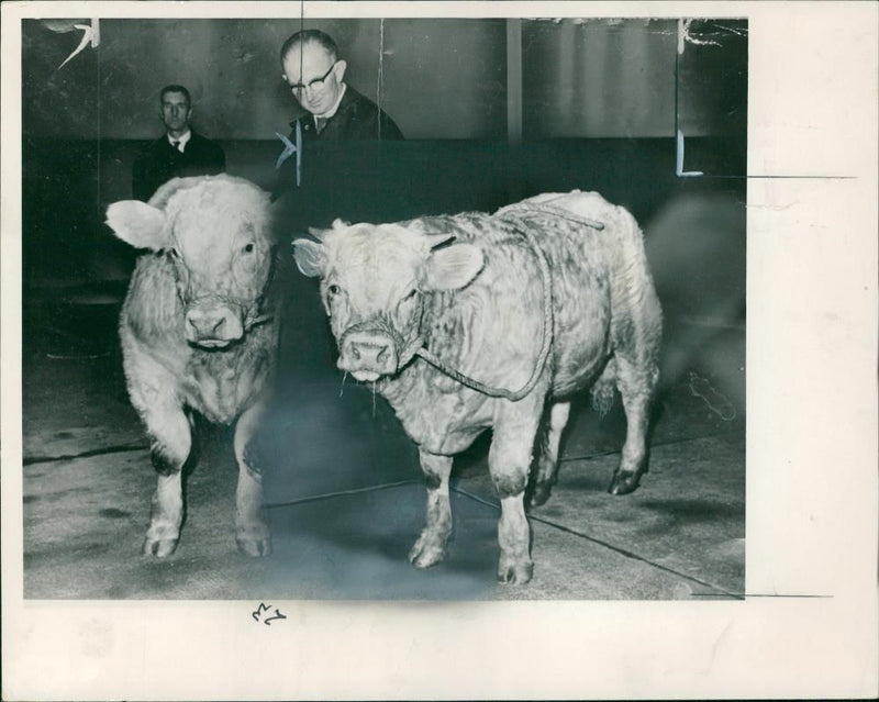 Animal,Cattle: A Charollais Bull. - Vintage Photograph