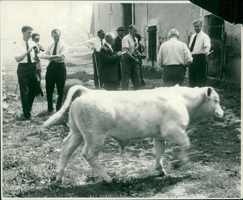 Animal,Cattle:A young Charollais Bull in a farm. - Vintage Photograph