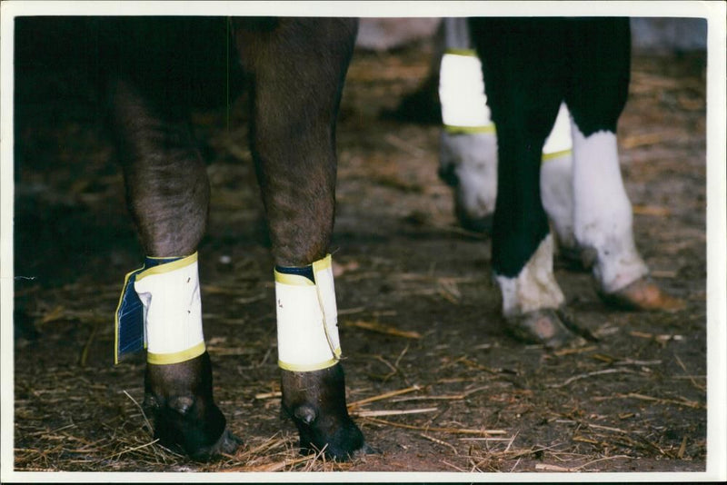 Animal,Cattle: Cows with illuminous. - Vintage Photograph