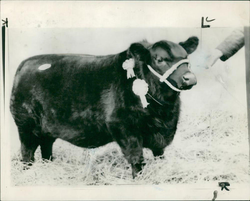 Animal,Cattle:27,000gn Bull. - Vintage Photograph