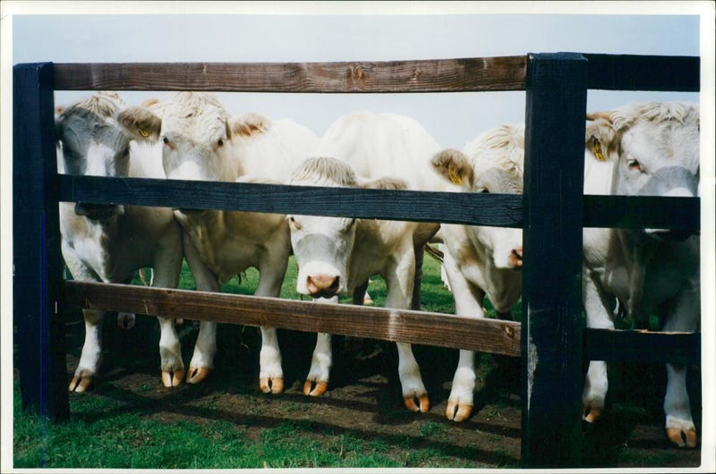 Animal,Cattle in the animal fence. - Vintage Photograph