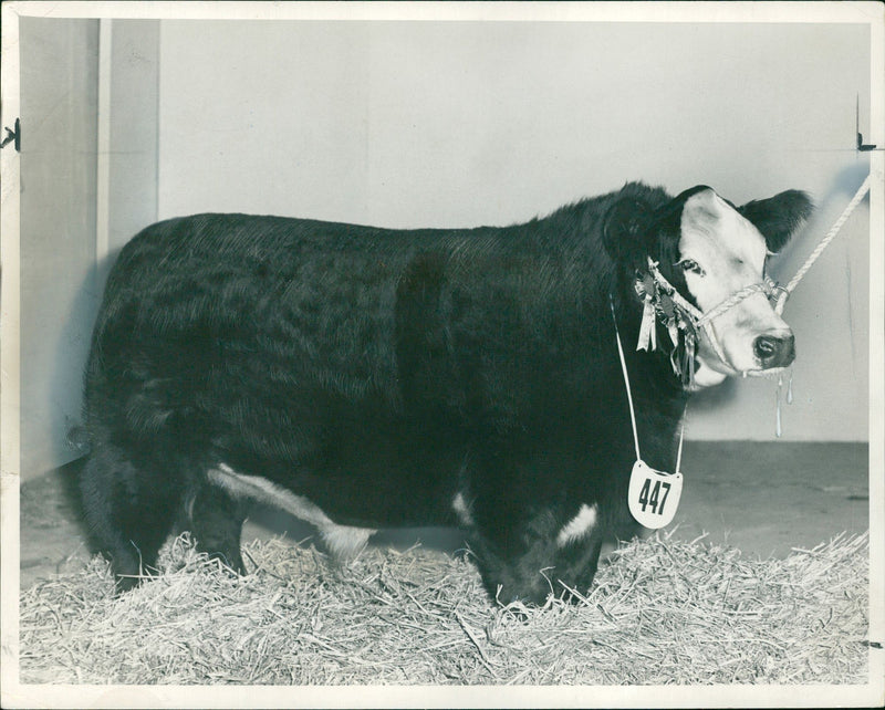 Animal,Cattle: Kirrie. - Vintage Photograph