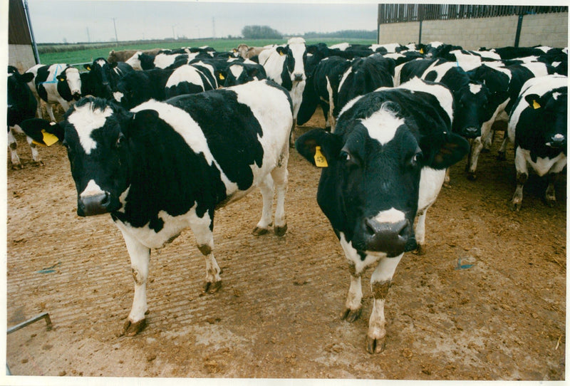 Animal,Cattle: MAFF's experimental Farm. - Vintage Photograph