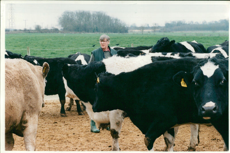 Animal,Cattle: MAFF's experimental Farm. - Vintage Photograph