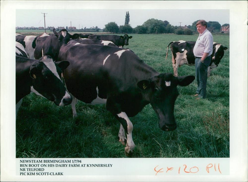 Animal,Cattle:Mr Boot with his Friesian herd. - Vintage Photograph