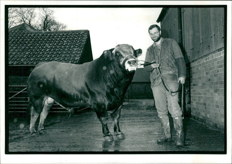 Animal,Cattle:Beefy newcomer from France. - Vintage Photograph