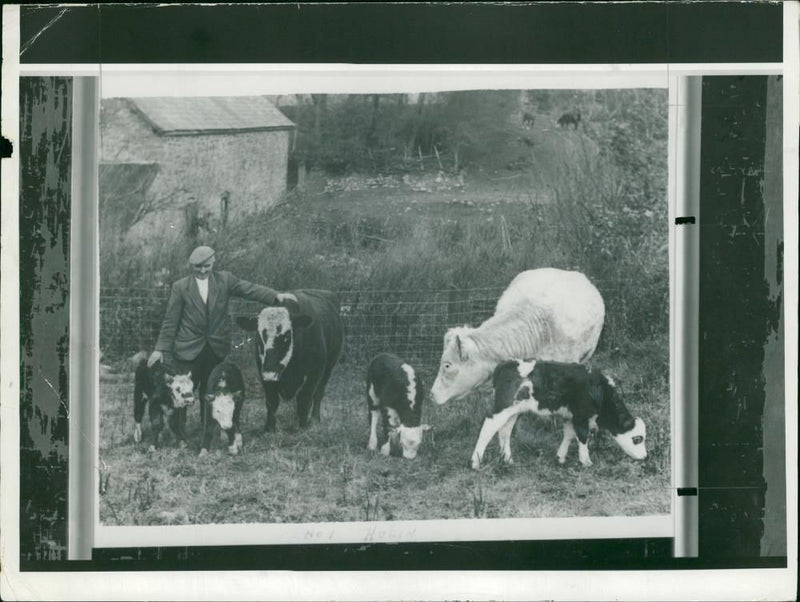 Animal,Cattle:Robot cow milker. - Vintage Photograph