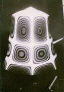 Bell Musical instrument:The unevirsity of technology. - Vintage Photograph