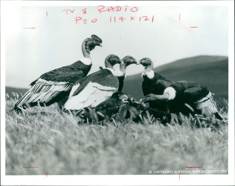 Bird: Condors - Vintage Photograph