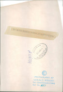 Animal Swiffer Dogs:Andrew Peddler. - Vintage Photograph