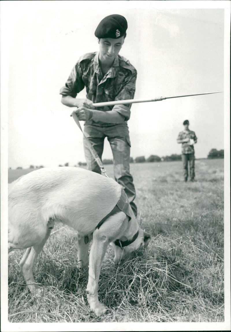 Animal Swiffer Dogs:Andrew Peddler. - Vintage Photograph