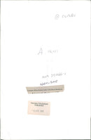 Animal Swiffer Dogs:Roma Lesleya and Raf. - Vintage Photograph