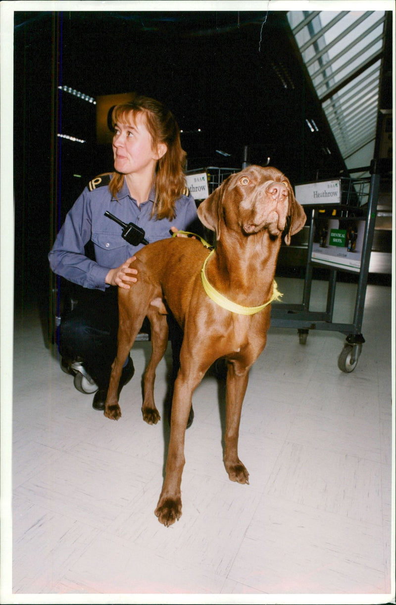 Animal Swiffer Dogs:Roma Lesleya and Raf. - Vintage Photograph