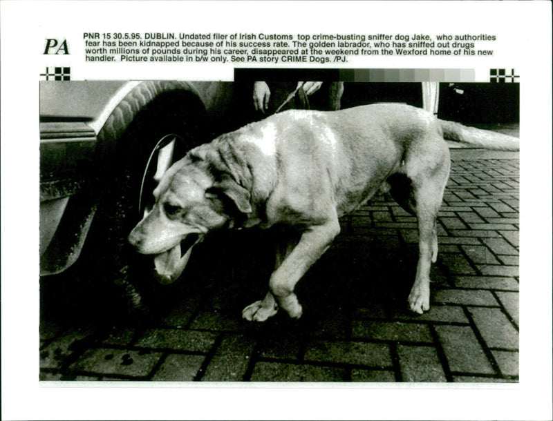 Animal Swiffer Dogs:The dog jake. - Vintage Photograph