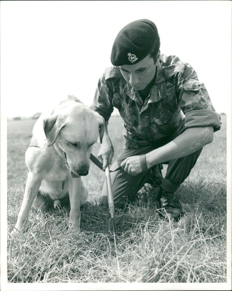 Animal Swiffer Dogs:Andrew Peddler. - Vintage Photograph