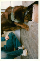 Animal Swiffer Dogs: - Vintage Photograph