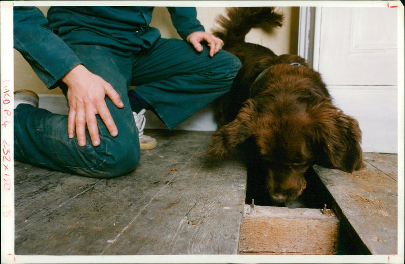 Animal Swiffer Dogs: - Vintage Photograph