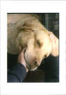 Animal Swiffer Dogs: - Vintage Photograph