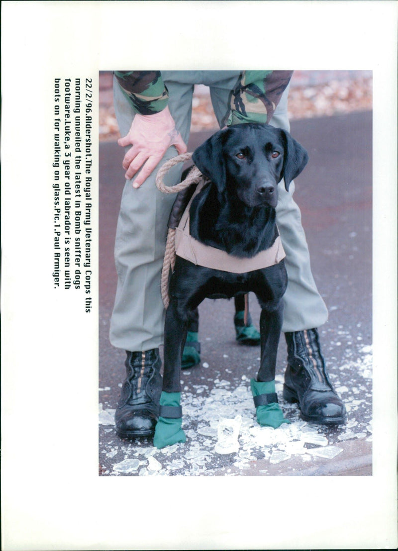 Animal Swiffer Dogs:The Royal Army vetenary. - Vintage Photograph