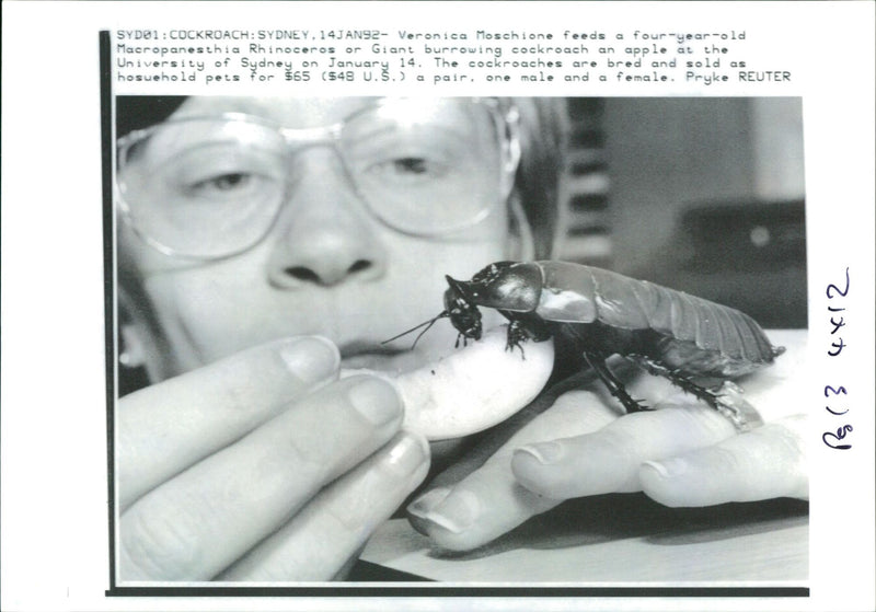 giant burrowing cockroach - Vintage Photograph