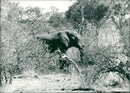 Chode national park an elephant on the savuti the chope national park botswana. - Vintage Photograph