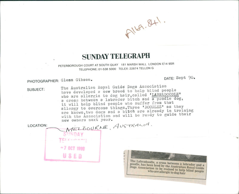 Labradoodle Dog breed - Vintage Photograph