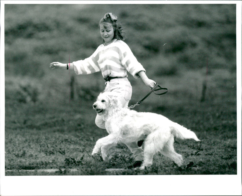 Labradoodle Dog breed - Vintage Photograph