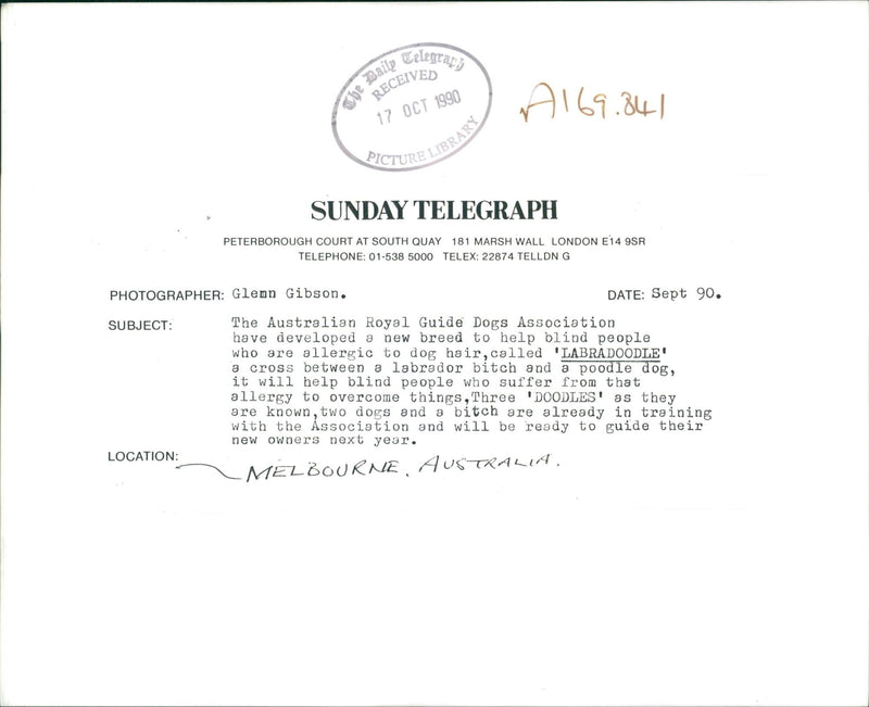 Labradoodle Dog breed - Vintage Photograph