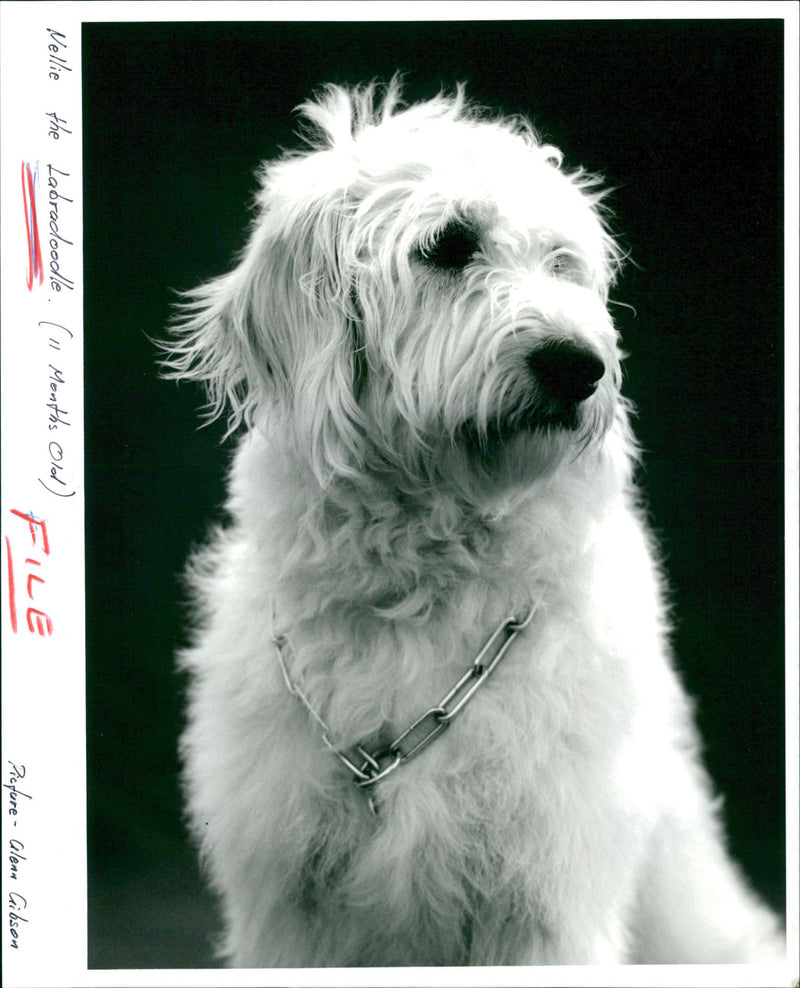 Labradoodle Dog breed - Vintage Photograph