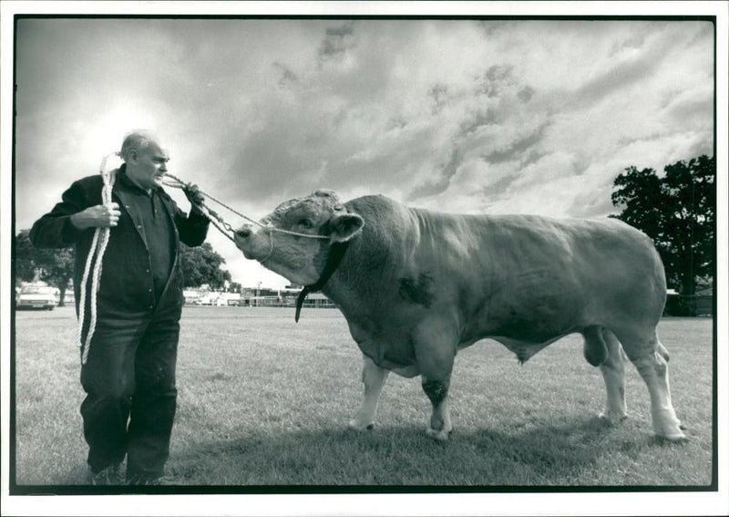 Animal , Cattle: A man with a cow. - Vintage Photograph