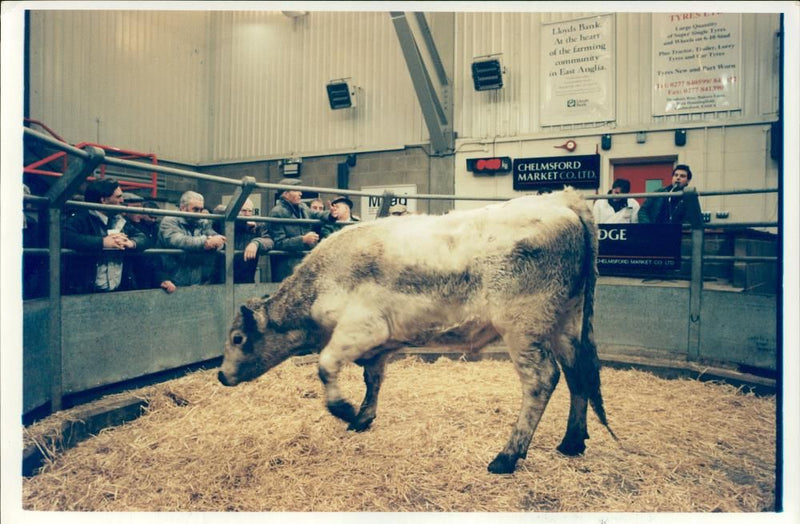 Animal , Cattle: Cattle Sales. - Vintage Photograph