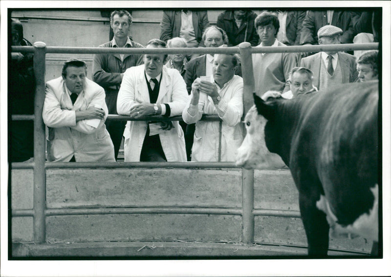 Animal , Cattle: Kettering cattle market. - Vintage Photograph