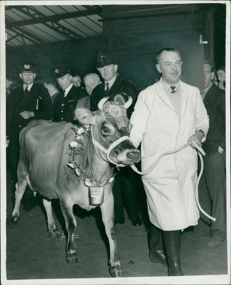 Animal , Cattle:" Winnie Wilts" comes to town. - Vintage Photograph