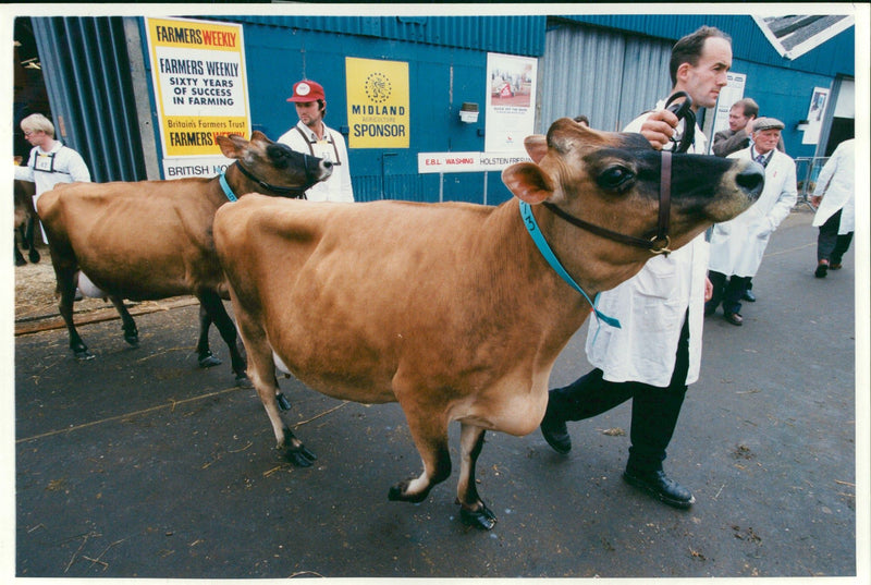 Animal , Cattle: Stoneleigh dairy show. - Vintage Photograph