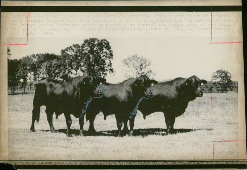 Animal , Cattle: - Vintage Photograph