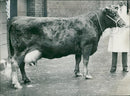 Animal , Cattle: Two Notable exhibits. - Vintage Photograph