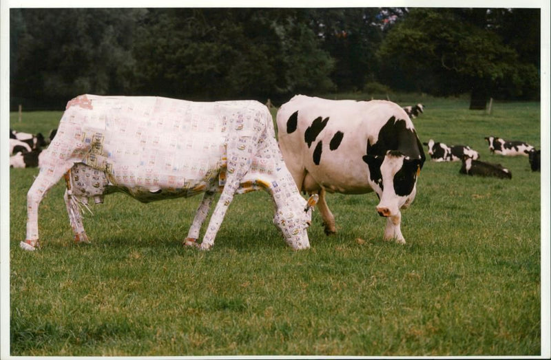 Animal , Cattle: Royal Agricultural Show. - Vintage Photograph