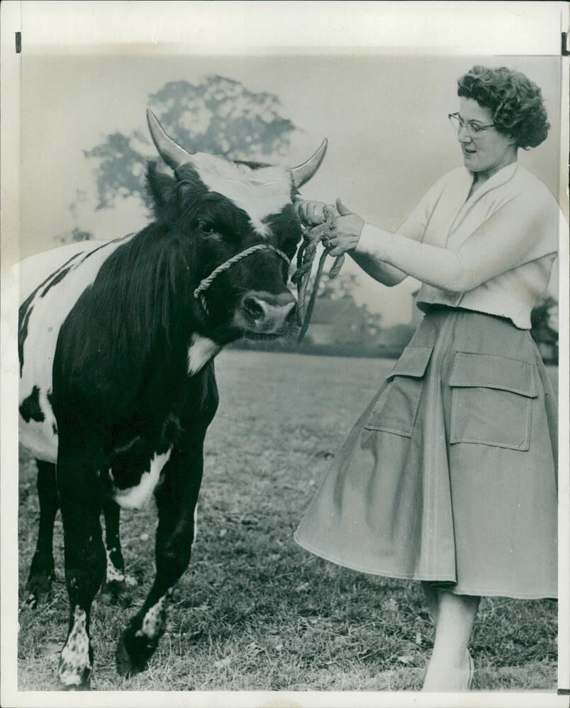 Animal , Cattle: Prize bull may be saved from slaughther. - Vintage Photograph